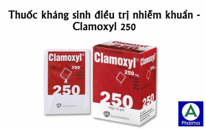 Clamoxyl 250 là thuốc gì? 
