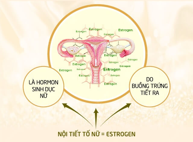 Cải thiện sự thiếu hụt Estrogen