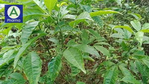 Ba chạc