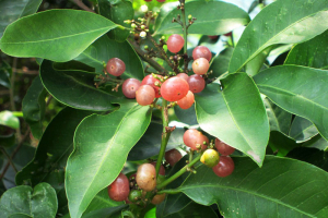 Cây bưởi bung