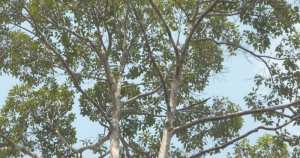 Cây bứa