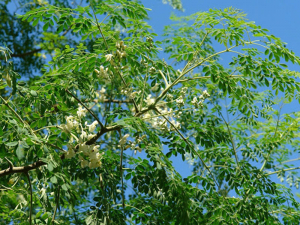 Cây chùm ngây